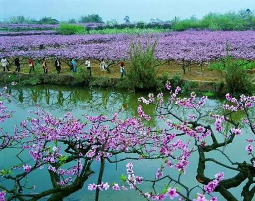 清明节南京踏青赏花好去处——杏鑫娱乐推荐